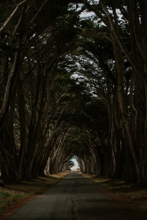 Cypress Tree Tunnel California